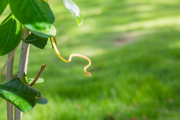 Free photo grass zoo bait national park pest