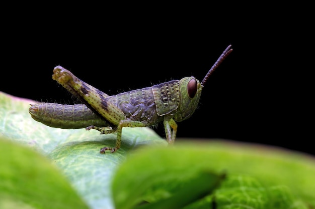 녹색 잎에 메뚜기 근접 촬영 검은 배경으로 메뚜기 근접 촬영