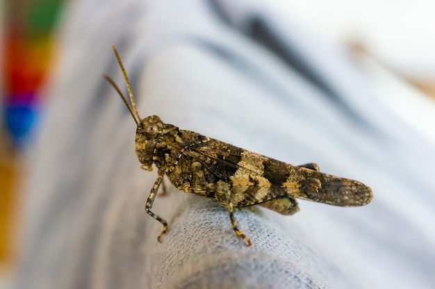 Grasshopper on a couch