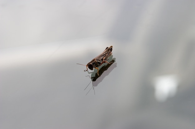 Free photo grasshopper gazing at reflection