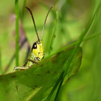 Grasshopper in a leave