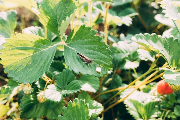 Grasshopper on strawberry plant