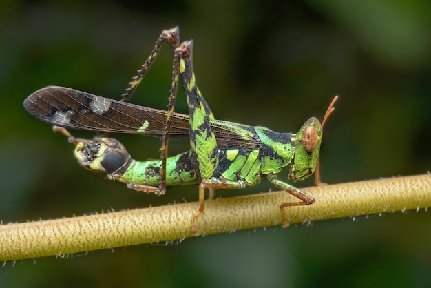 Foto gratuita cavalletta