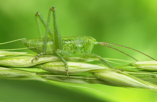 Grasshopper