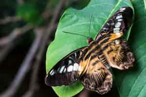 Free photo grassland butterfly on leaf close up