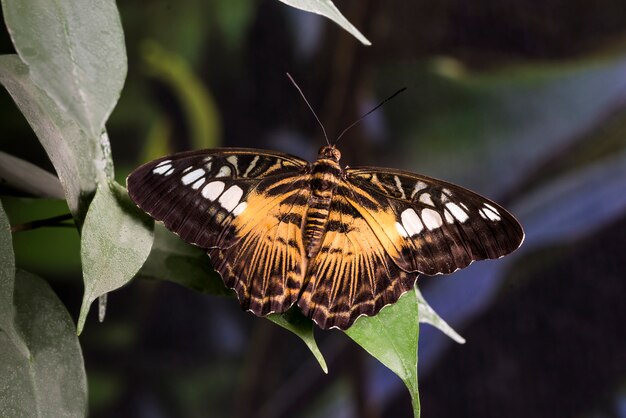 開かれた翼を持つ草原蝶