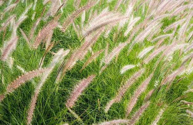 草原環境生態公園自然のコンセプト