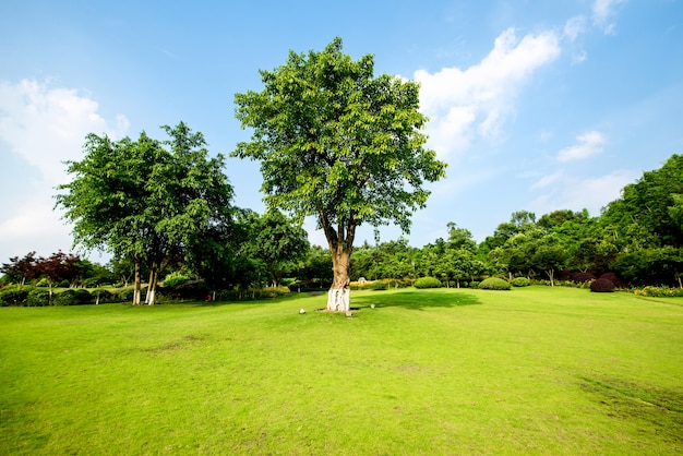 Grassland landscape and greening environment park background