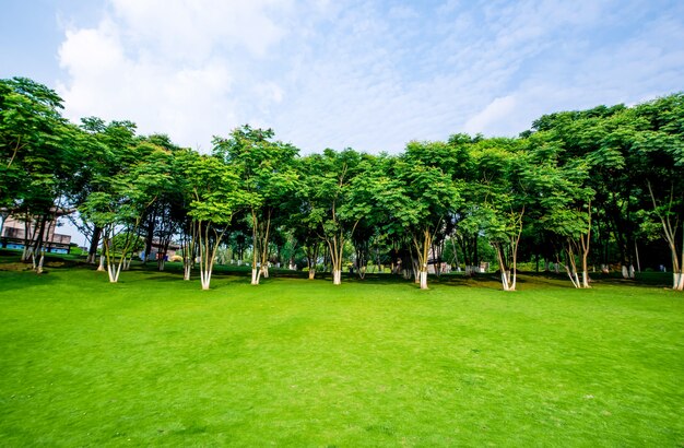 草原の風景と緑化環境 公園の背景