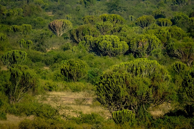 Campo erboso con alberi di cactus in una giornata di sole