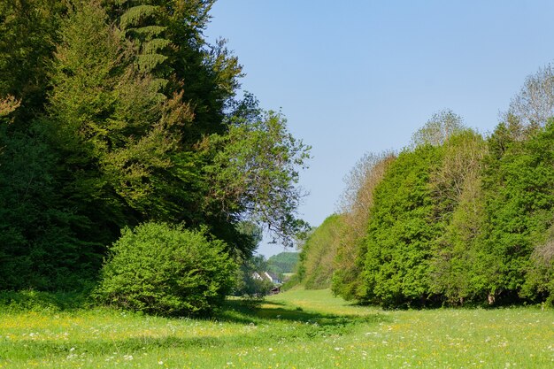 Grassy field with green trees under a blue sky at daytime