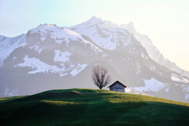 Grassy field with a house near a tree and a snowy mountain