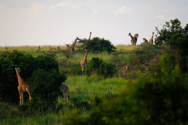 Grassy field with trees and giraffes walking around with light blue sky in the background