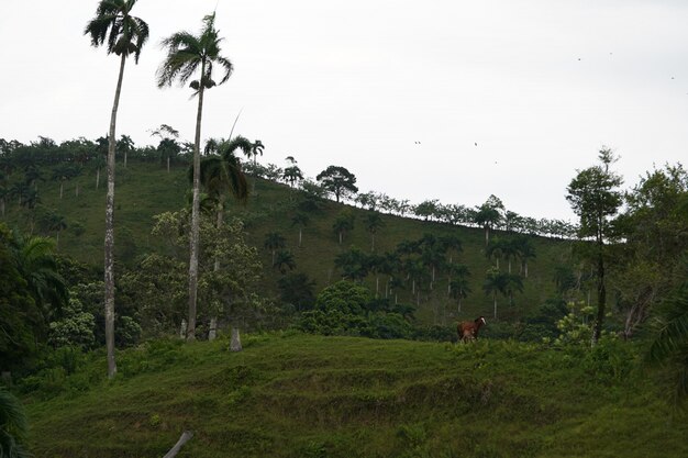 Травяное поле с двумя лошадьми на расстоянии с травянистым холмом в Доминиканской Республике
