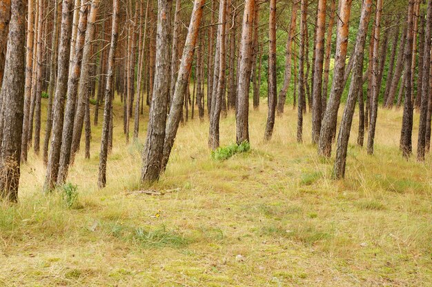 Grassy landscape with pine trees