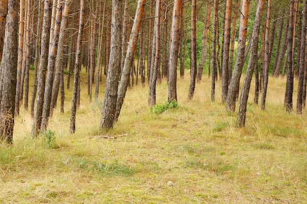 Grassy landscape with pine trees