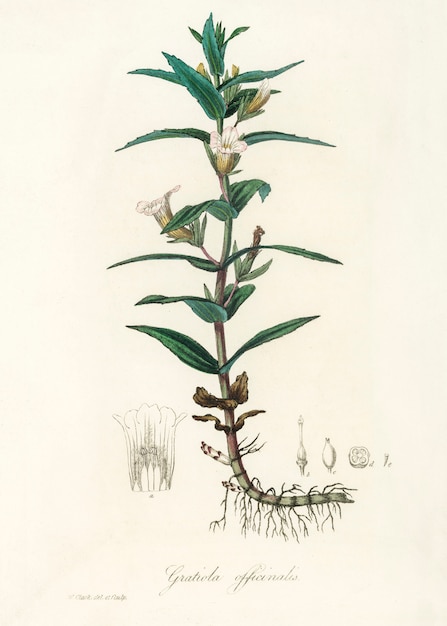 医療植物学（1836年）からのGratiola officinalisのイラスト