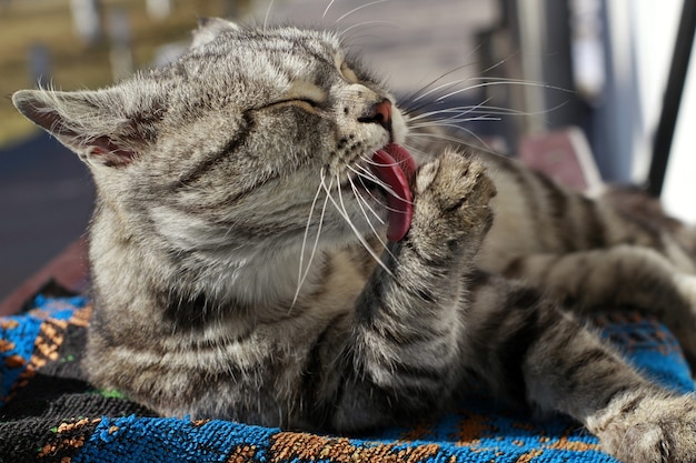 Gray adult cat licking its paw