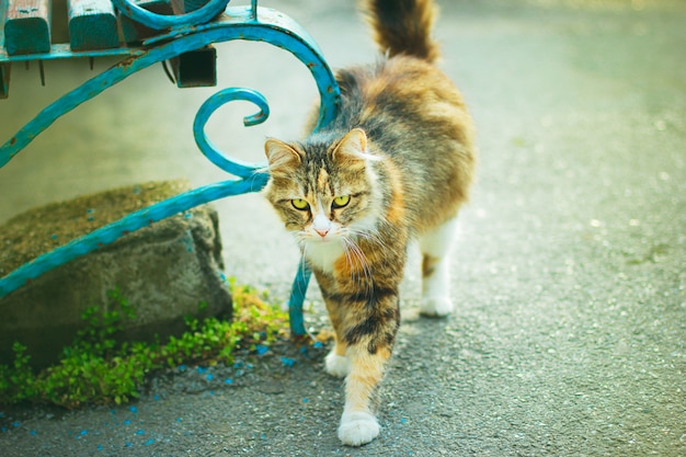 Foto gratuita un gatto domestico sveglio lanuginoso bianco marrone grigio all'aperto o nel parco