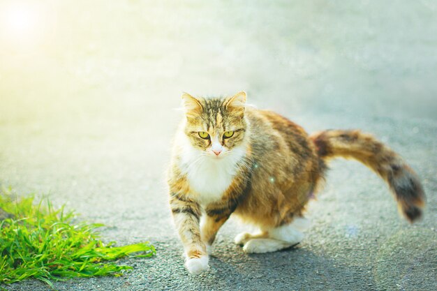 A gray brown white fluffy cute domestic cat in the outdoor or park