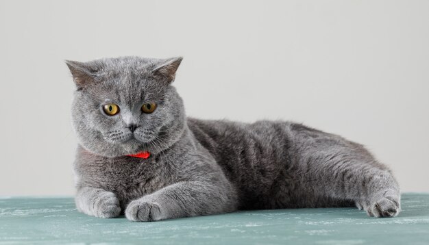 Gray cat relaxing