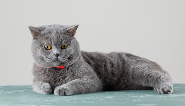 Gray cat relaxing