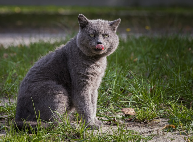 Серый кот сидит на траве и смотрит в камеру