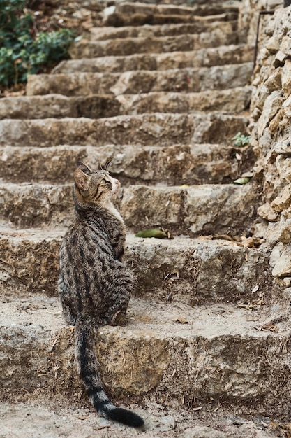 石の階段の階段の上の灰色の猫 都市環境における旧市街の動物の通り 垂直フレームの動物の世話 都市の生態系 都市の生態系における共存の考え