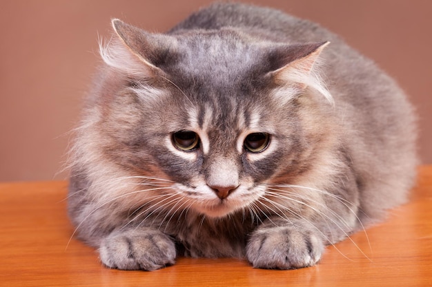 Gray cat on table on brown background in studio photo. Active cat