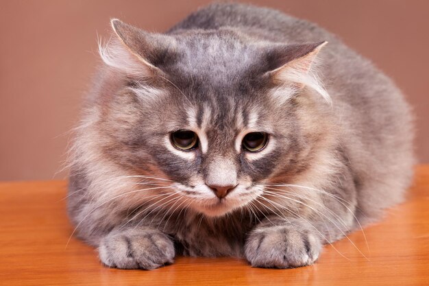 Gray cat on table on brown background in studio photo. Active cat