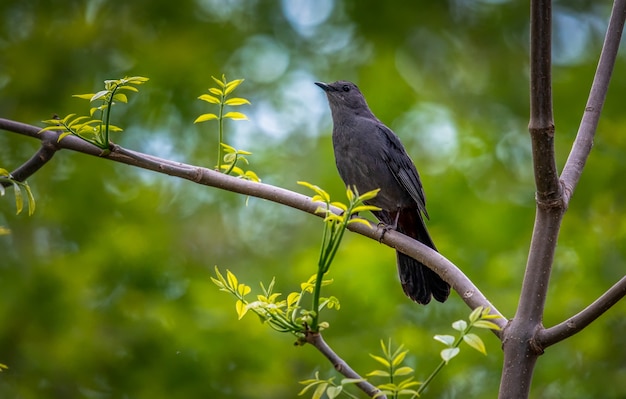 Free photo gray catbird (dumetella carolinensis),