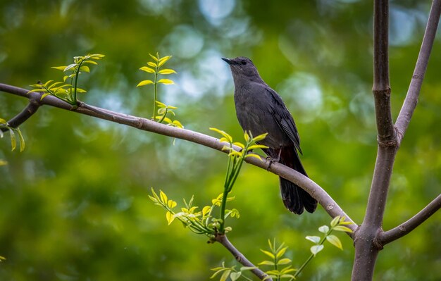 ネコマネドリ（Dumetella carolinensis）、