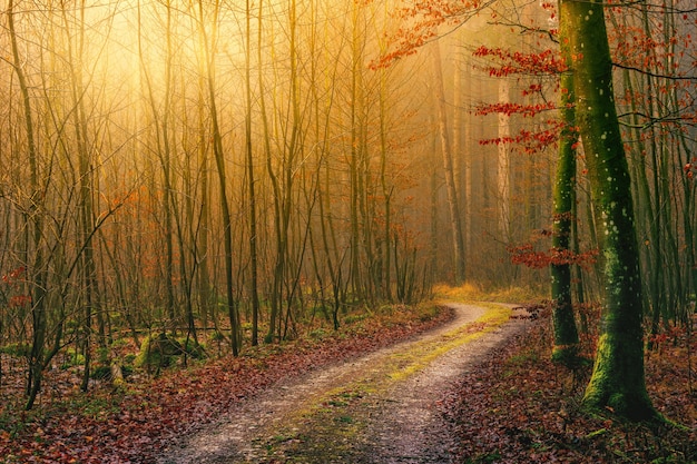 Gray dirt road between green grass during daytime