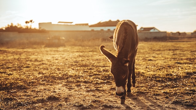 Gray donkey grazing in the field during a sunny day