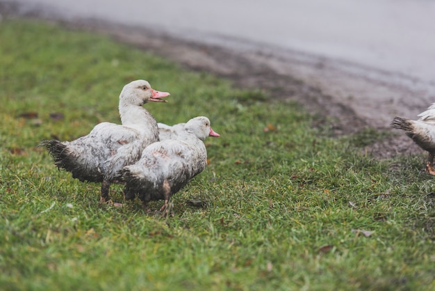 Gray ducks on green grass
