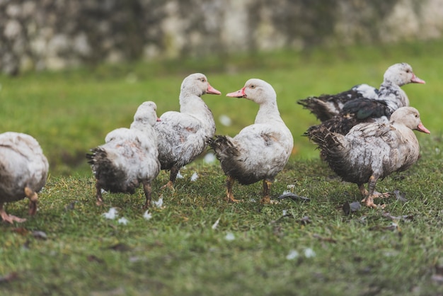 Gray ducks walking on lawn