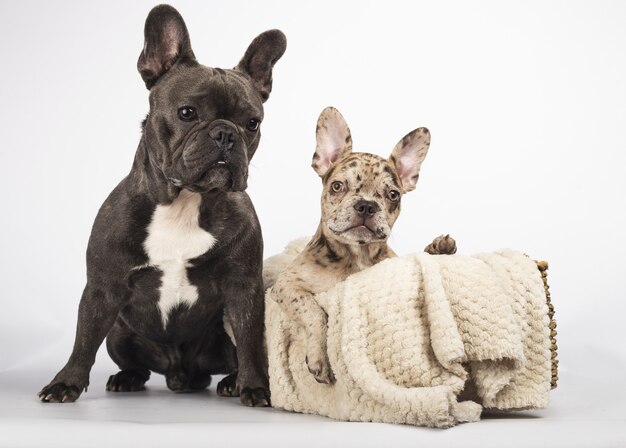 Gray french bulldog sitting near a basket with a blanket and a lovely bulldog puppy inside