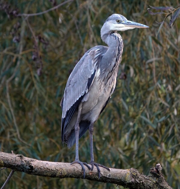 Gray heron perched on a branch