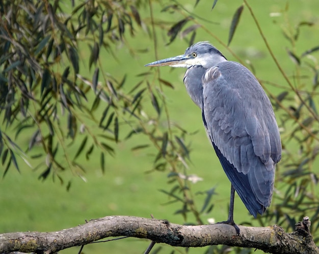 Gray heron perched on a branch