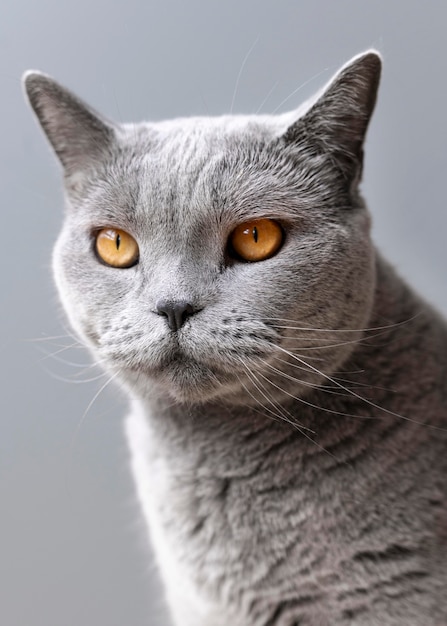 Gray kitty with monochrome wall behind her