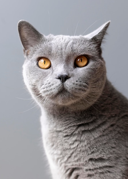 Free photo gray kitty with monochrome wall behind her