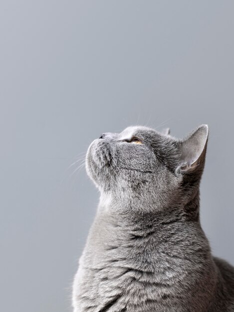 Gray kitty with monochrome wall behind her