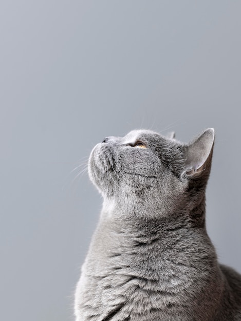 Gray kitty with monochrome wall behind her