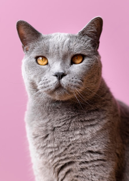 Gray kitty with monochrome wall behind her