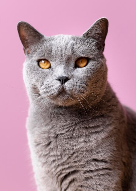 Gray kitty with monochrome wall behind her