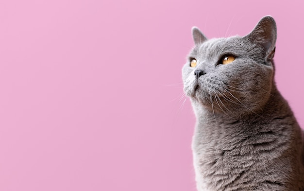 Gray kitty with monochrome wall behind her