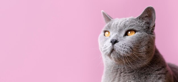 Gray kitty with monochrome wall behind her