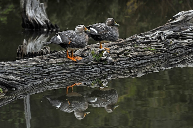 Free Photo gray mallards standing on a truck in the lake