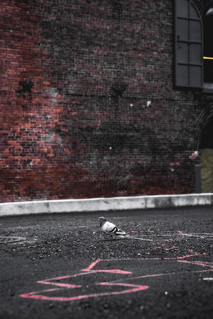 Серый голубь на сером бетонном тротуаре