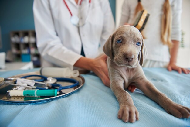 Серый щенок у ветеринара